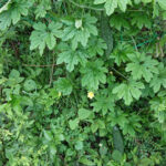 ゴーヤが実ったネット