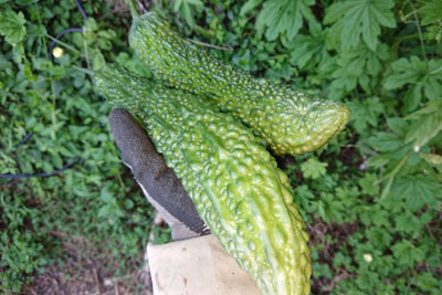 8月末の収穫したゴーヤ