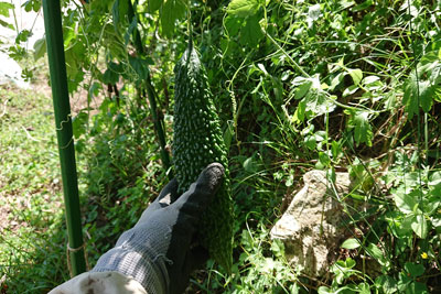 大きめのゴーヤ