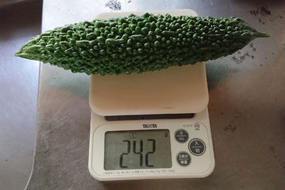 ゴーヤの実計量