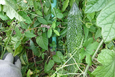 斜面支柱近くのゴーヤ