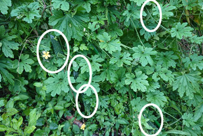 ゴーヤのある位置