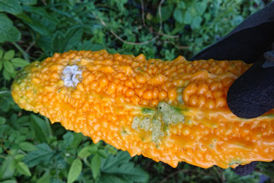 黄色くなったゴーヤ