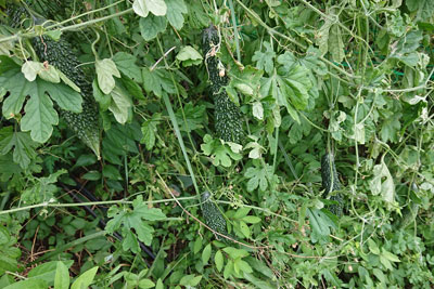 鈴なりのゴーヤ