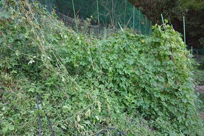 終了時のゴーヤネット