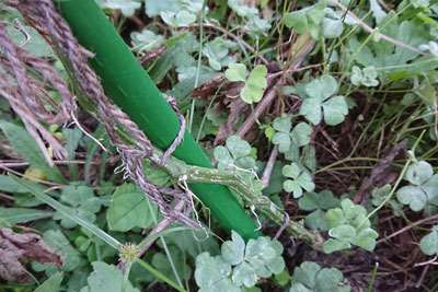 ゴーヤの根元の茎