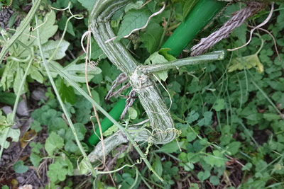 ゴーヤの根元の茎