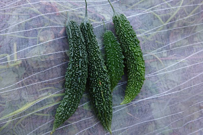 ゴーヤ最終収穫