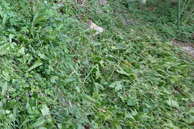 ゴーヤ残渣の草マルチ