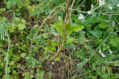 5月末のレモンの木