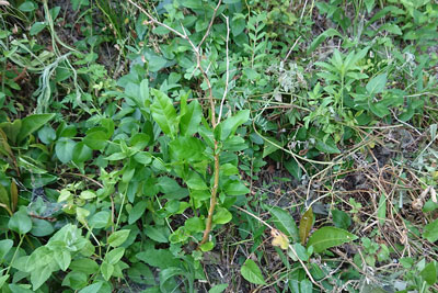 7月上旬のレモンの木