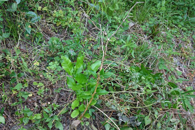 草刈り後のレモン