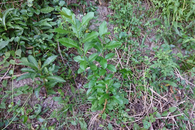 10月上旬のレモンの木