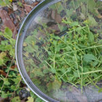 小さい菜の花収穫