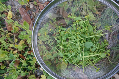 小さい菜の花収穫