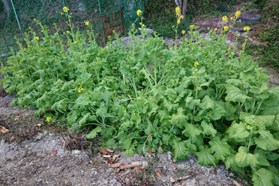 大きい菜の花