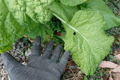 大きい菜の花の葉っぱ