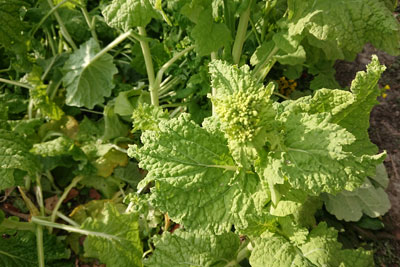 大きい菜の花のつぼみ