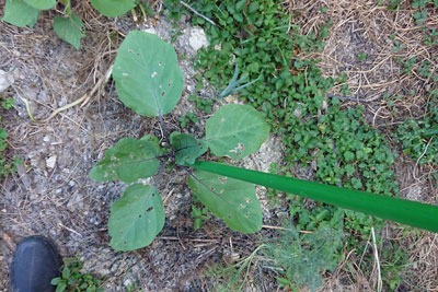 茄子に支柱立て