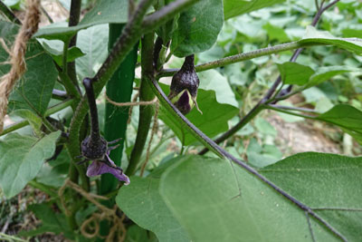 茄子の一番果
