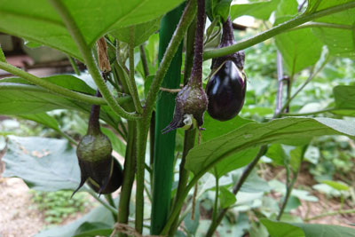 実がついた茄子