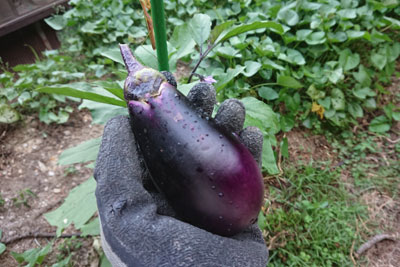 初収穫した茄子の実