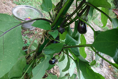 茄子の垂直仕立て