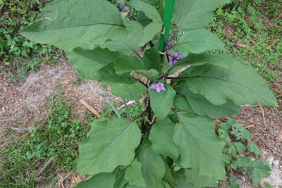茄子の株