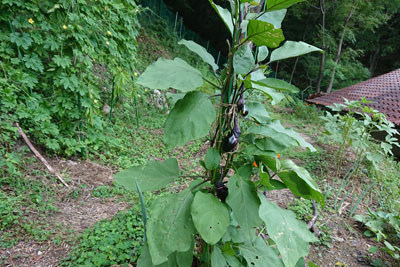 縛り付けたナス