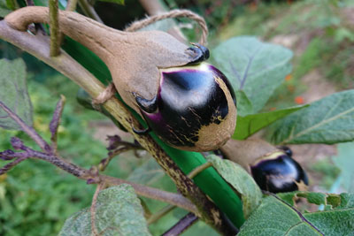 ヘタが茶色の茄子