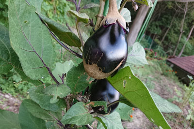 ヘタが茶色の茄子