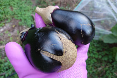 ヘタが茶色の茄子