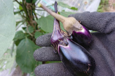 ナスの最終収穫