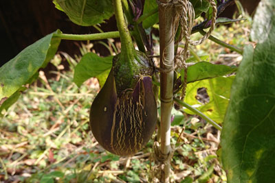 採種用の茄子の実
