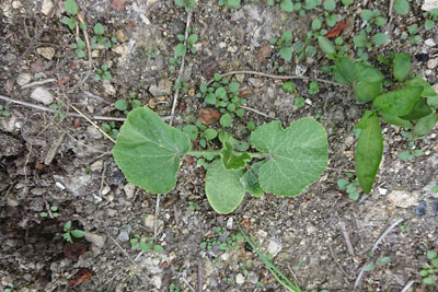 コンポストカボチャの芽
