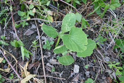 南瓜の芽