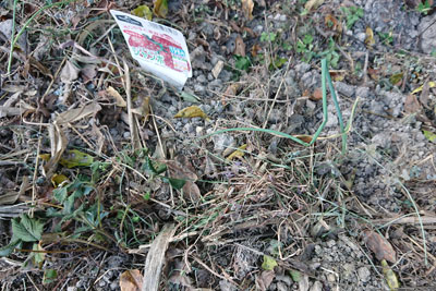 ジャンボ親株とネギ