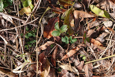 11月のイチゴ株