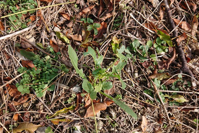 イチゴとダイコン