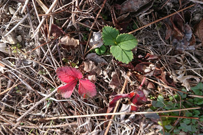 1月のイチゴ株
