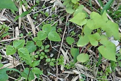 ヤブマメとソバの芽