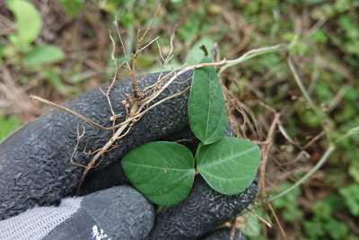 ヤブマメの根粒菌