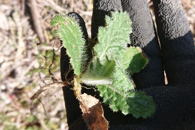 アメリカオニアザミ