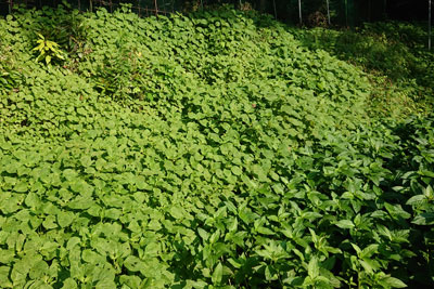 斜面のエゴマと藍