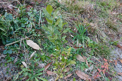 2月中旬のレモンの木