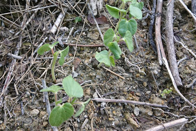 5月上旬のオクラ