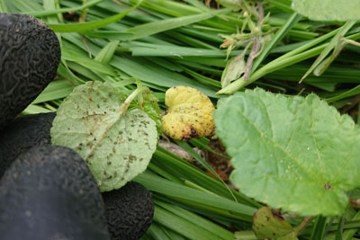 アブラムシの跡