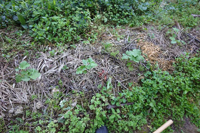 6月中旬のオクラ畝