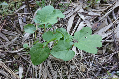 6月中旬のオクラ