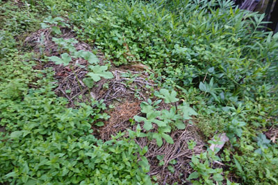 6月下旬のオクラ畝